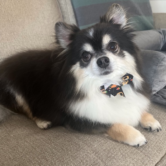 Meet your Posher, Donna - Picture 7 of 8